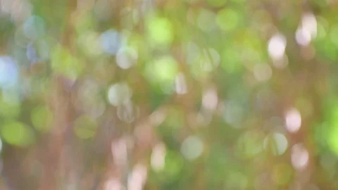 Blurred green bokeh background. Stock Footage 83964427