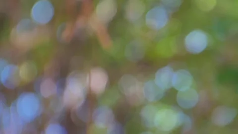 Blurred green bokeh background. Stock Footage 83964646