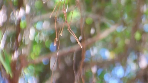 Blurred green bokeh background. Stock Footage 83964864