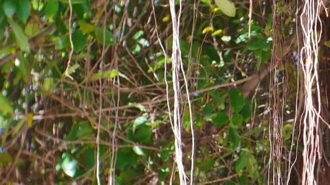 Blurred green bokeh background. Stock Footage 83964962