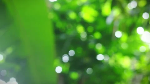 Blurred Green Bokeh Background Video stock 294627597