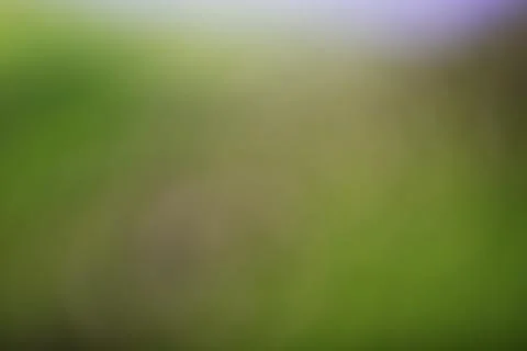 Blurred green field with abstract texture for creative design backgrounds Stock Photos