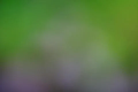 Blurred green foliage texture with soft focus for nature-themed design projec Stock Photos
