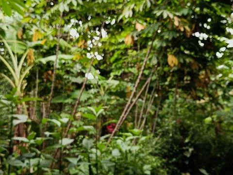 Blurred Green Forest Background Stock Photos
