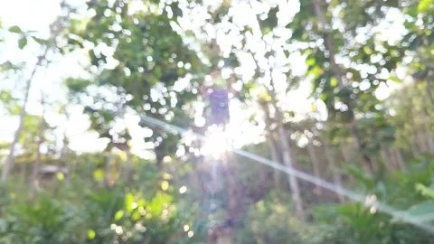 Blurred green forest with sunlight shining through trees Stock Footage 317020582