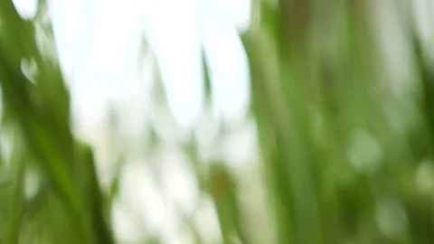 Blurred green gras with rays of light Stock Footage 87258535