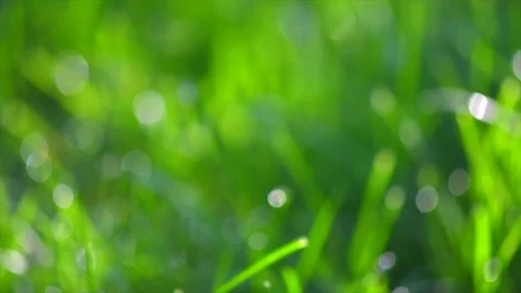 Blurred green grass abstract background. Defocused environment backdrop Stock Footage 155833025