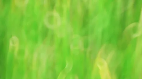 Blurred Green Grass Background With Bokeh Effect Light Stock Footage 41536105