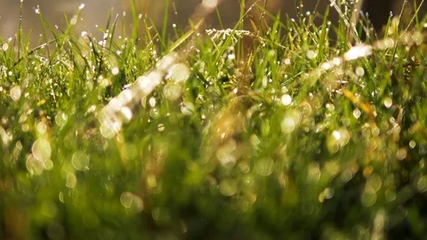 Blurred green grass with water drops. Defocused slider motion 4k footage Stock Footage 88528705