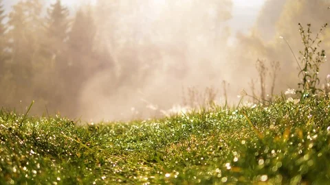 Blurred green grass with water drops on defocused fog background. 4k UHD footage Stock Footage 88530232