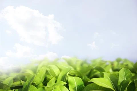 Blurred green leaf background Stock Photos
