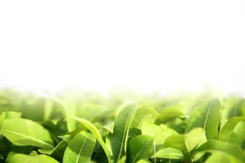 Blurred green leaf background Stock Photos