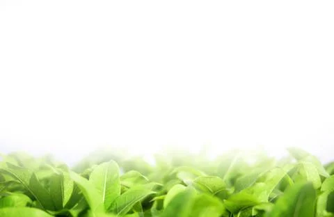 Blurred green leaf background Stock Photos