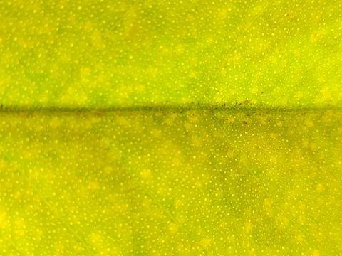 Blurred Green Leaf Texture Background, Abstract Macro Plant Surface Stock Photos