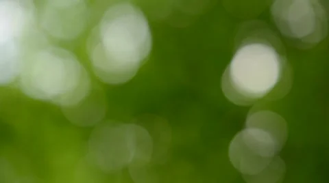 Blurred green leaves background, tracking shot, Full-HD Stock Footage 40705909