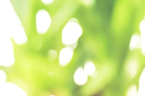 Blurred green leaves bokeh background Stock Photos