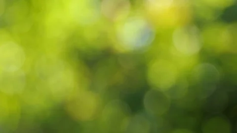 Blurred green leaves bokeh nature backgr... | Stock Video | Pond5