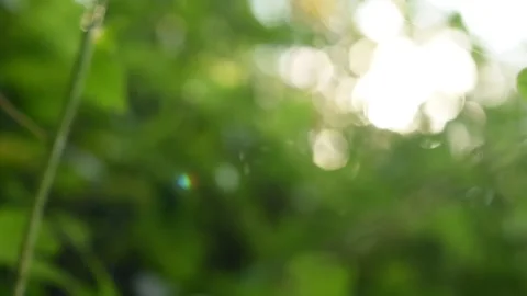 Blurred green leaves waving in wind. Beautiful roundish bokeh. Stock Footage 144925684