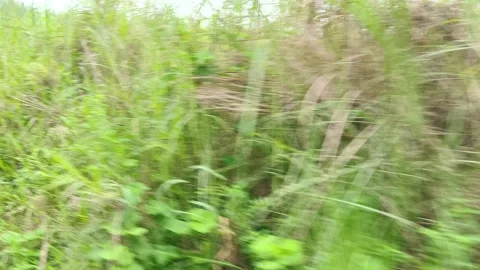 Blurred Green Marshland Vegetation 스톡 동영상 343908042