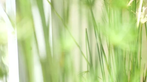 Blurred green nature background. Stock Footage 83845018