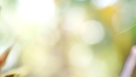 Blurred green nature background. Stock Footage 84816802