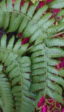Blurred of Green Texture of Christella Normalis Plant Stock Photos