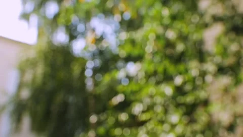 Blurred Green Tree Stock Footage 273007943