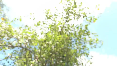 Blurred Green Tree Leaves with Bright Sky Background Stock Footage 317020107