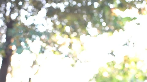 Blurred green tree park with bokeh nature foliage background Stock Footage 126831624