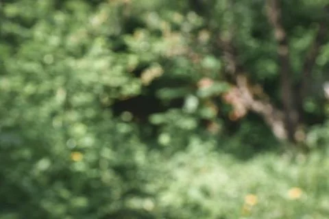 Blurred greenery background with copy space.  natural green plants landscap.. Stock Photos