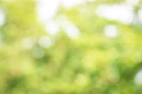 Blurred greenery background with copy space.  natural green plants landscap.. Stock Photos