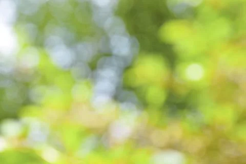 Blurred greenery background with copy space.  natural green plants landscap.. Stock Photos