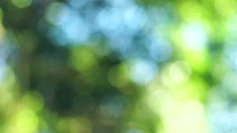 Blurred greenery leaves of tree forest Stock Footage