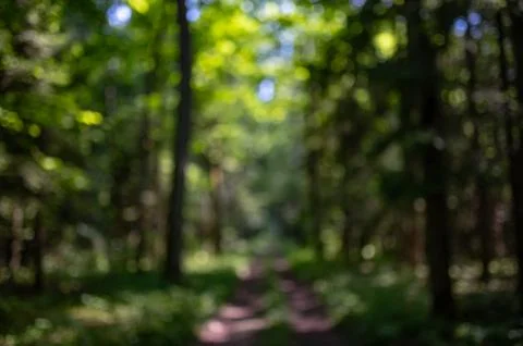 Blurred greenery leaves of tree forest, Nature of green leaf in garden at s.. Stock Photos