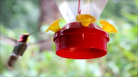 Blurred hummingbird drinking in the rain Stock Footage 59907123