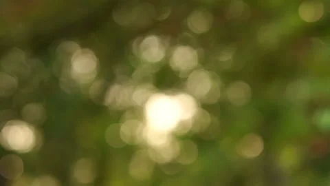 Blurred image. Beautiful green nature background. Stock Footage 86159960
