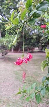 Blurred image of a creeper with a single red flower. Stock Photos