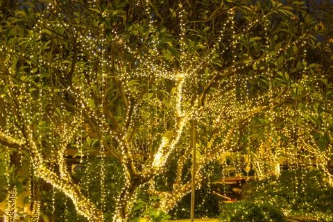 ฺBlurred image Decorative outdoor string lights hanging on tree Foto stock
