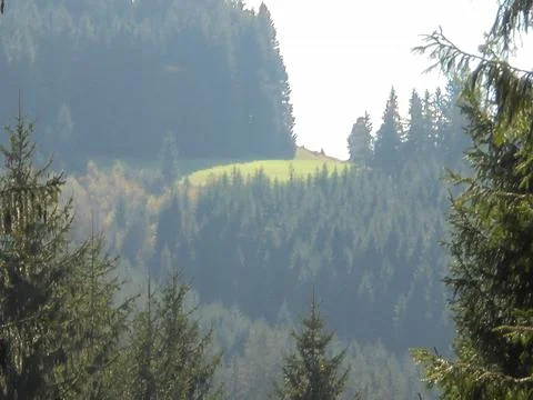 Blurred image of distant mountain meadow with coniferous trees in foreground. Stock Photos