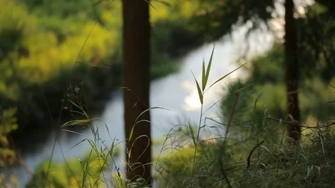 Blurred image of a flowing river gliding though the summer mysterious forest Video stock 80069901