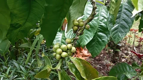 Blurred image of green coffee beans on the tree organic farming concept Stock Footage 233468670