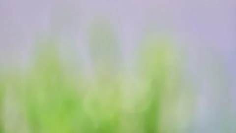 Blurred image. Green grass is reflected in the surface of the river. Stock Footage 170420580