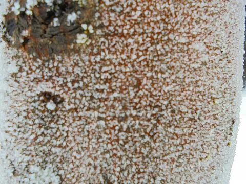 Blurred image of hoarfrost on red tree bark. Stock Photos