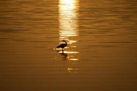 Blurred image impressionist effect caught in sun light-trail back-lit at su.. Stock Photos