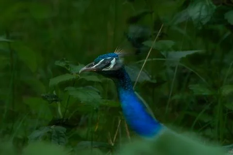 A Blurred Image of a Peacock Stock Photos