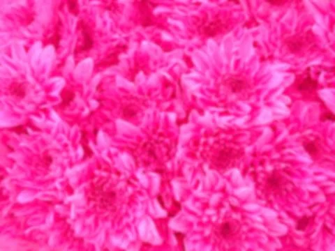 Blurred image of pink flowers texture Stock Photos