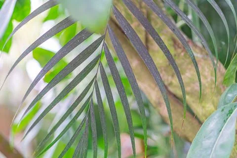 Blurred image of possible organic material or textured fabric, resembling pla Stock Photos