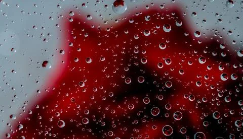 Blurred image of a red rose behind a clear glass of a window with a drop of.. Stock Photos