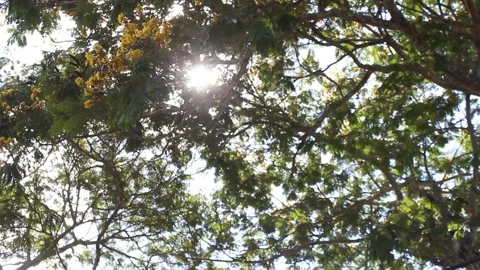 Blurred image of sunlight filtering through tree leaves, creating a bokeh effect Stock Footage 288215473