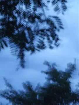Blurred image of tree branches on a blue-gray background. Stock Photos